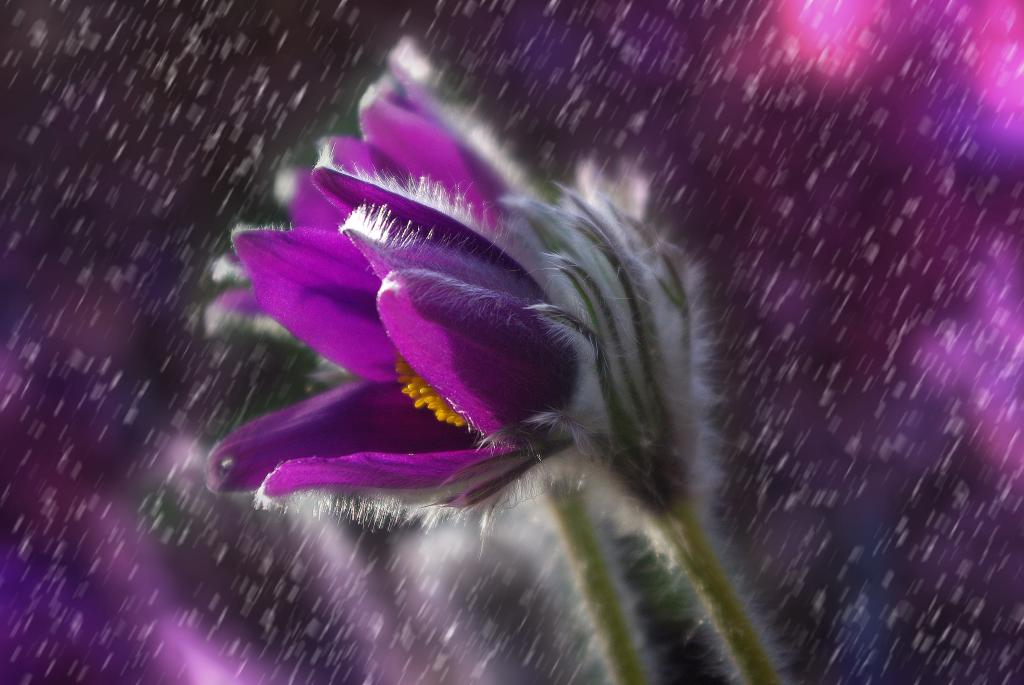 紫色雏菊,雨滴,高清