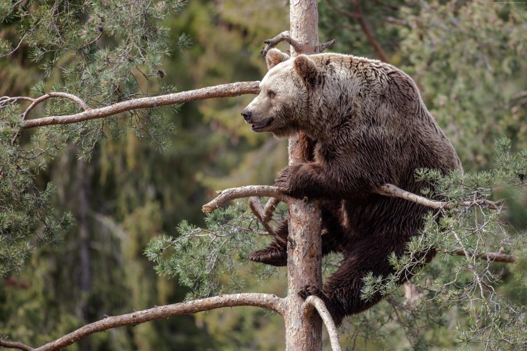 棕色的熊,熊,可爱的动物,树（水平）