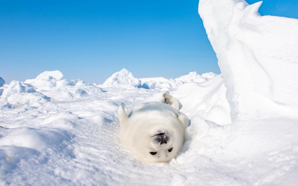 海豹在南极大陆日常写真