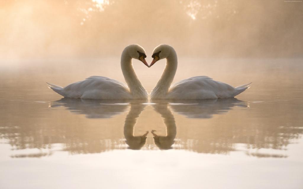 爱的形象,天鹅,夫妇,湖,4k（水平）
