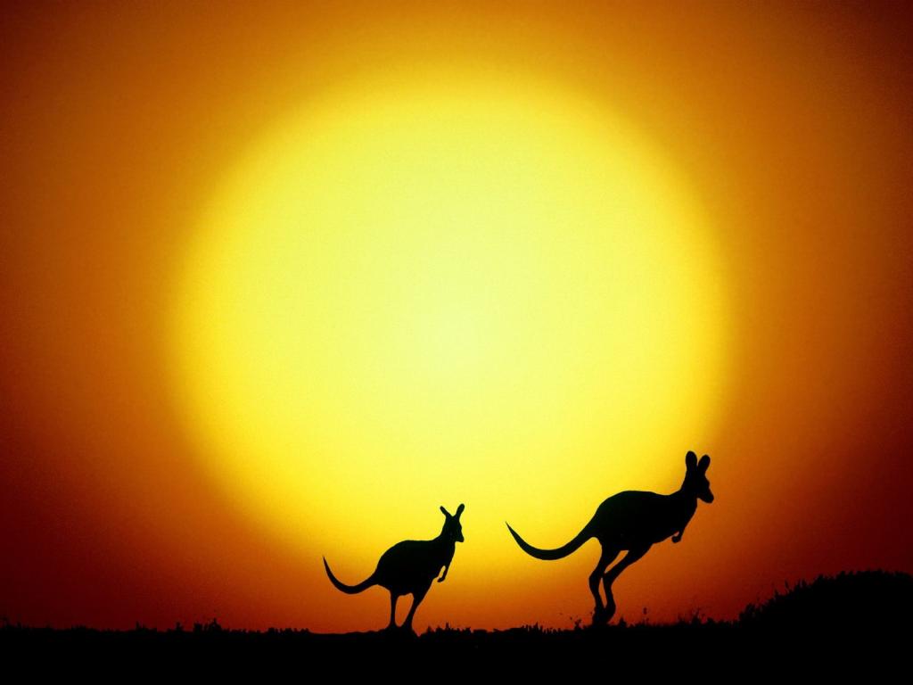 袋鼠Hop澳大利亚