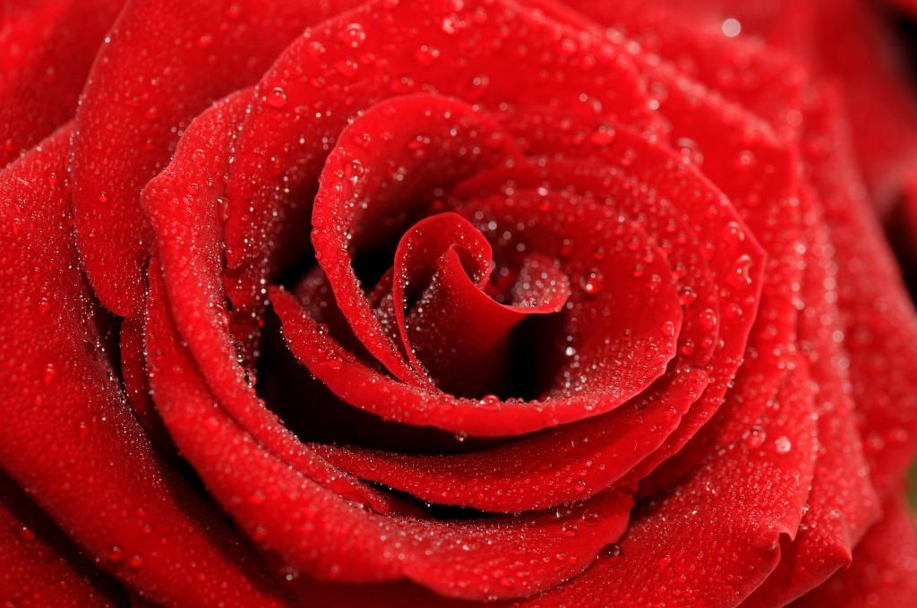 红玫瑰,高清,5K