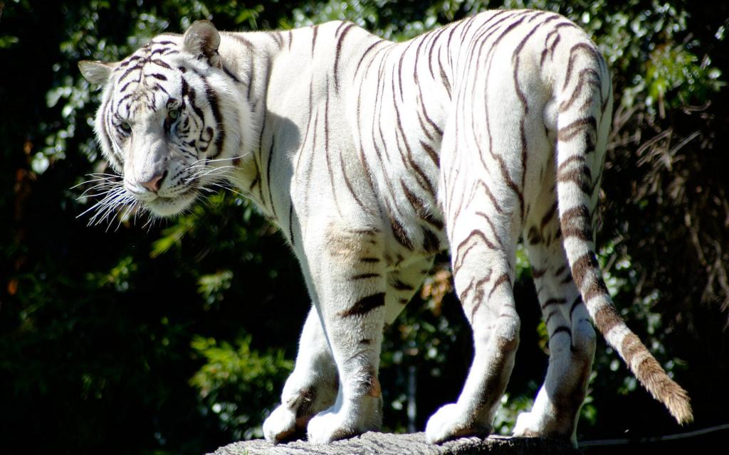 罕见的白色老虎