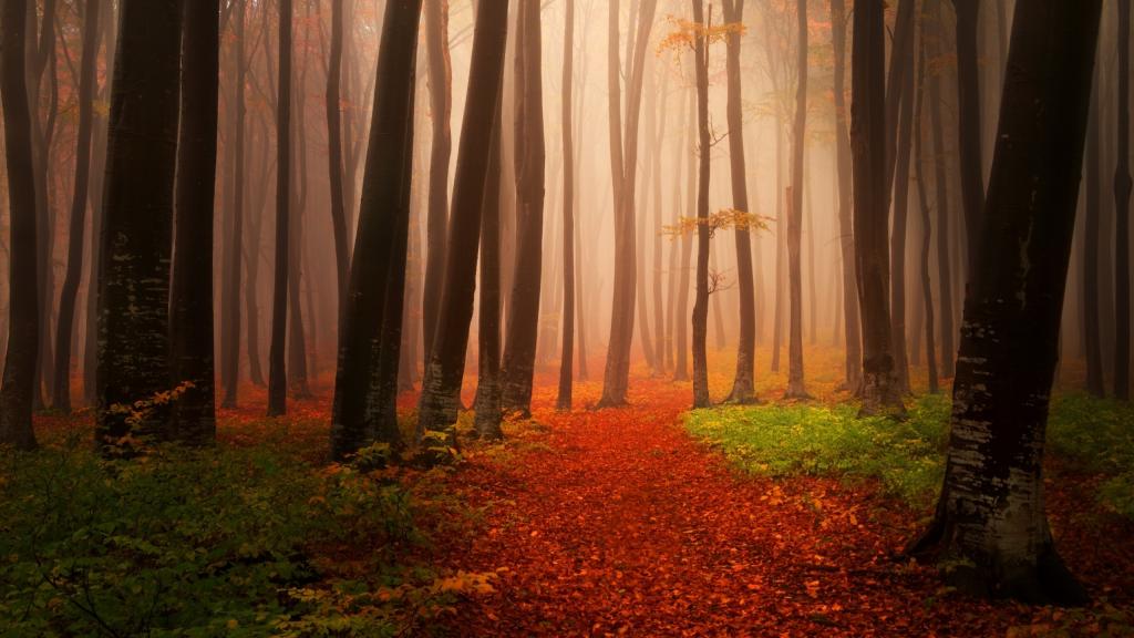 秋天,森林,有雾,薄雾,高清