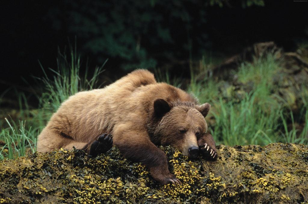 熊,可爱的动物,睡觉,4k（水平）