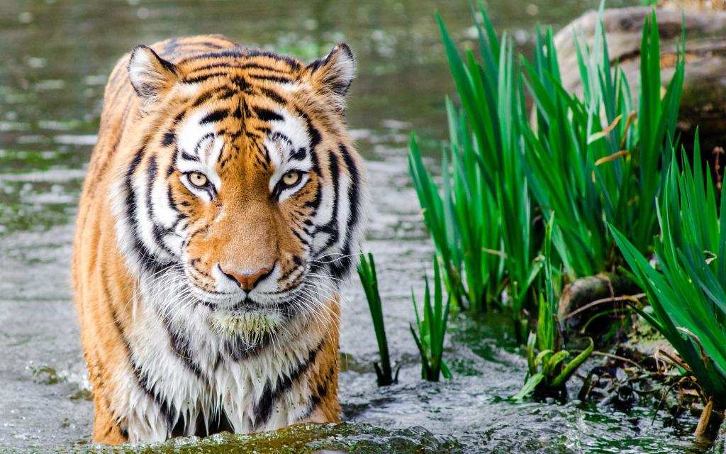 老虎在水中HD