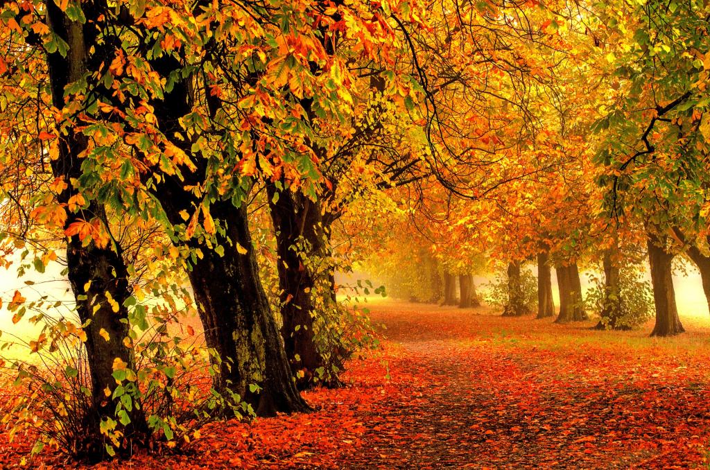 秋天,公园,森林,叶子,4 k