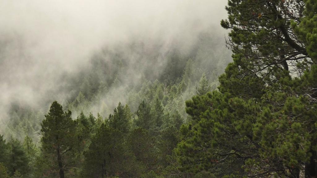 雾气缭绕的森林景色
