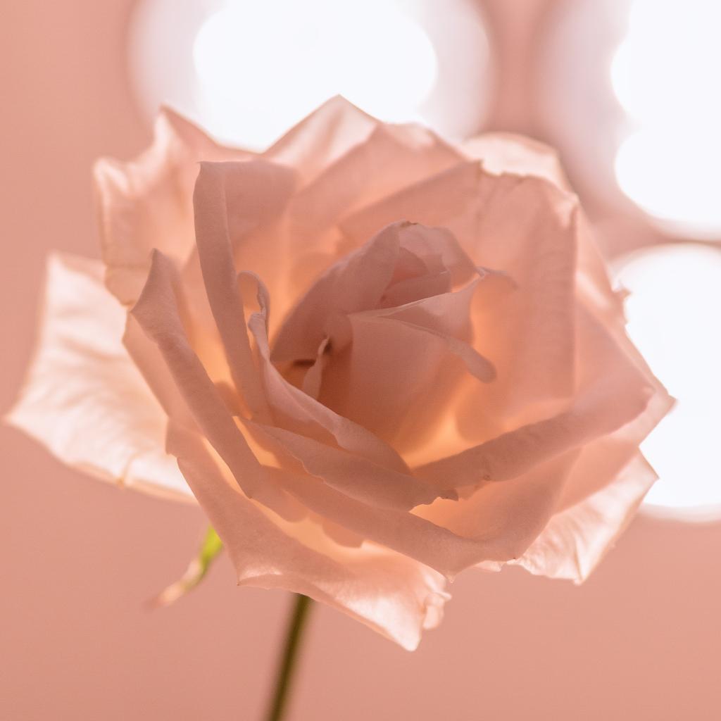 优雅浪漫的玫瑰花