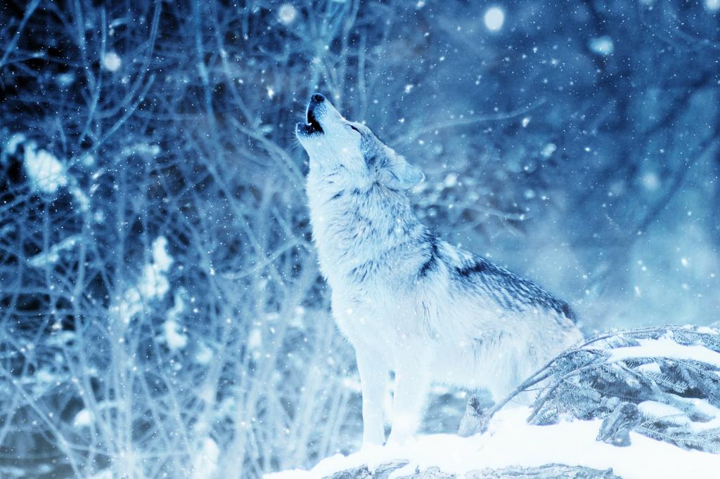 狼嚎叫,冬天,降雪,高清