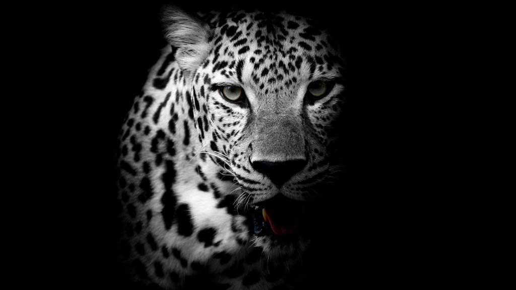 豹,黑暗的背景,高清,4 k