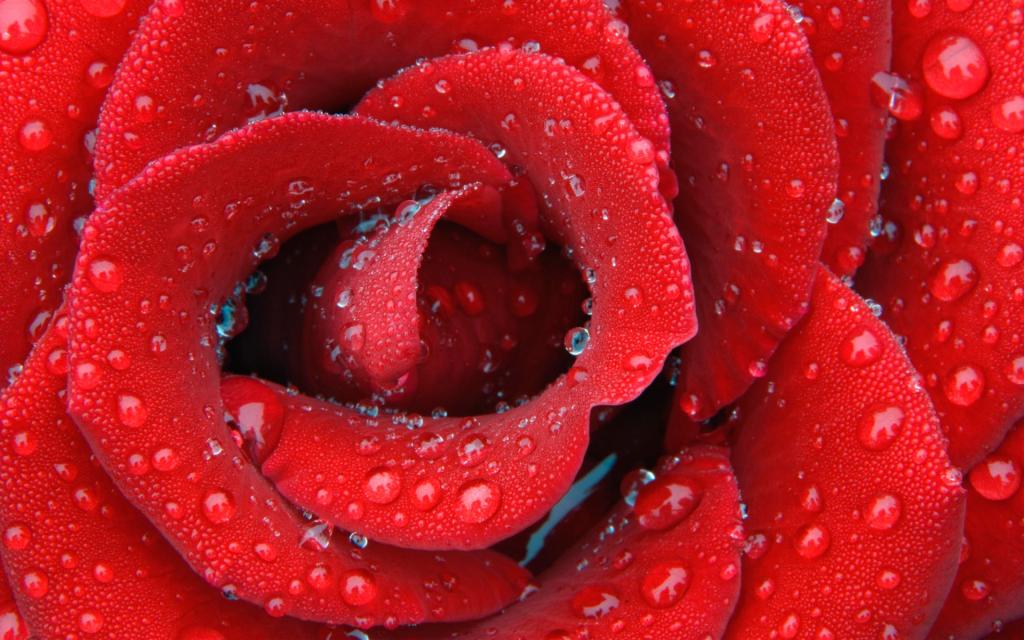 精致的露水玫瑰