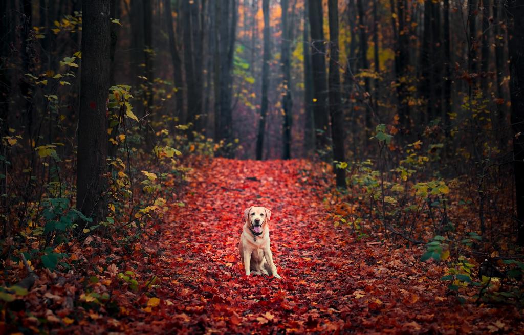拉布拉多猎犬,秋天,叶子,森林,高清