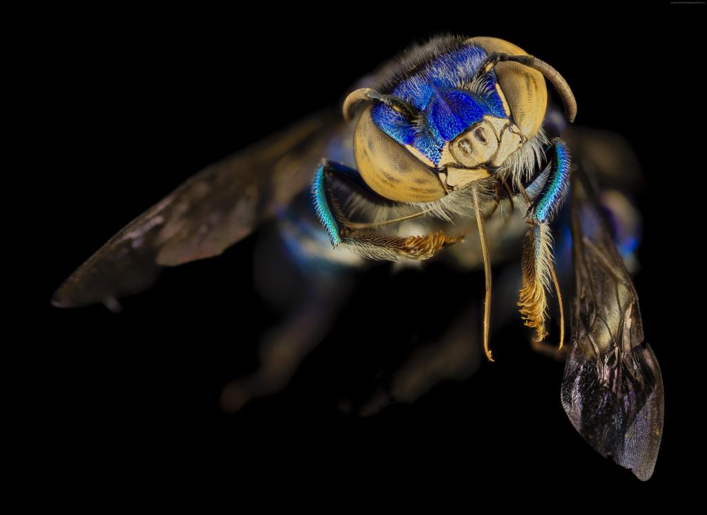 Euglossa兰花蜂,墨西哥,阿根廷,宏,蓝色,绿色,昆虫,黑色背景（水平）
