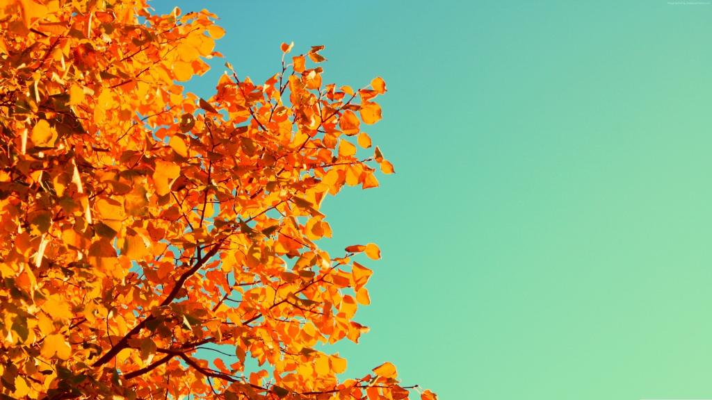 树,5k,4k壁纸,天空,秋天,黄色,叶子（水平）