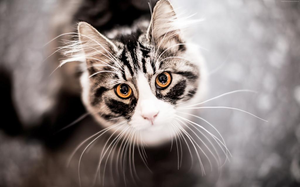 小猫,小猫,猫,眼睛,可爱,灰色（水平）