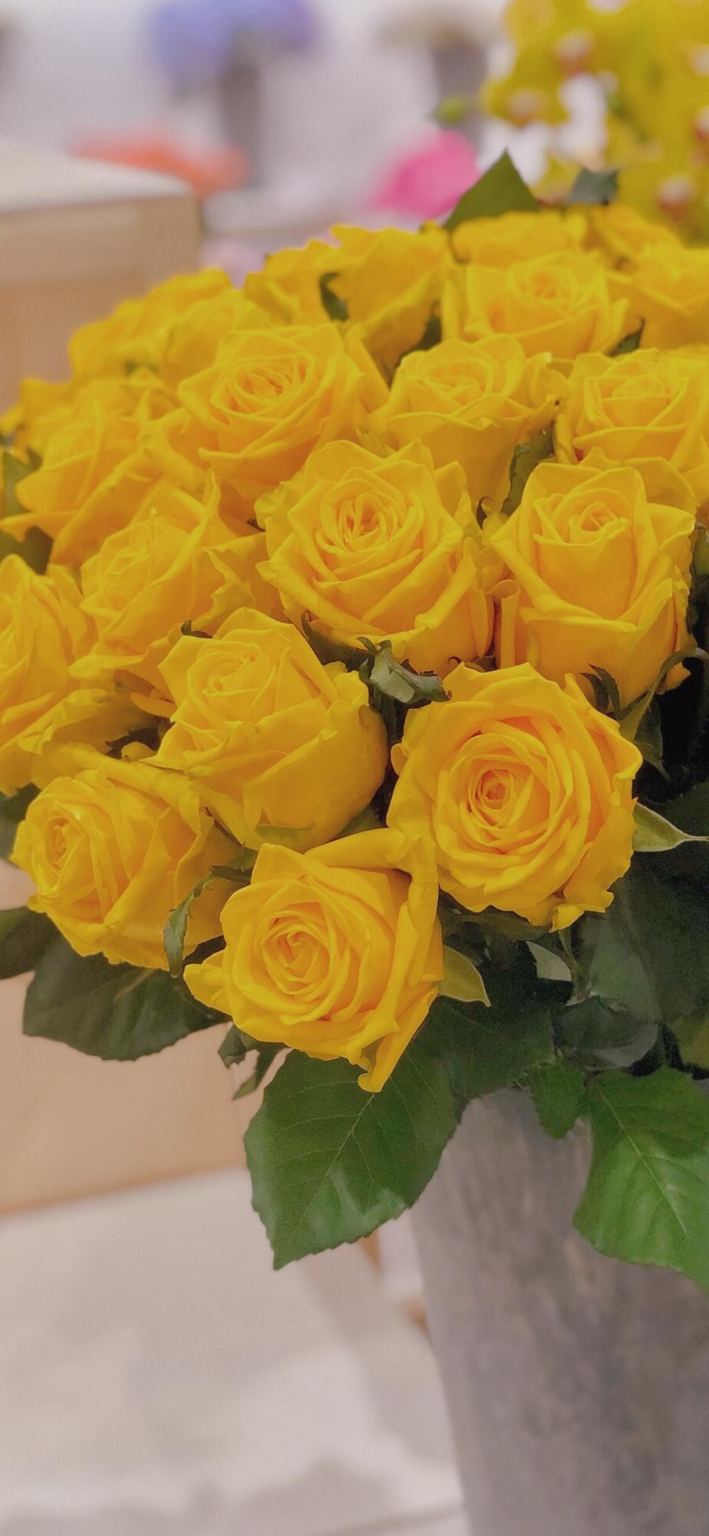 鲜艳优美的黄玫瑰