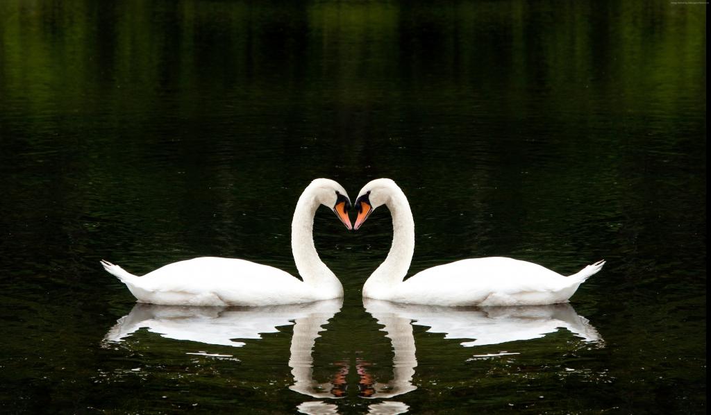 天鹅,夫妇,湖,可爱的动物,爱（水平）