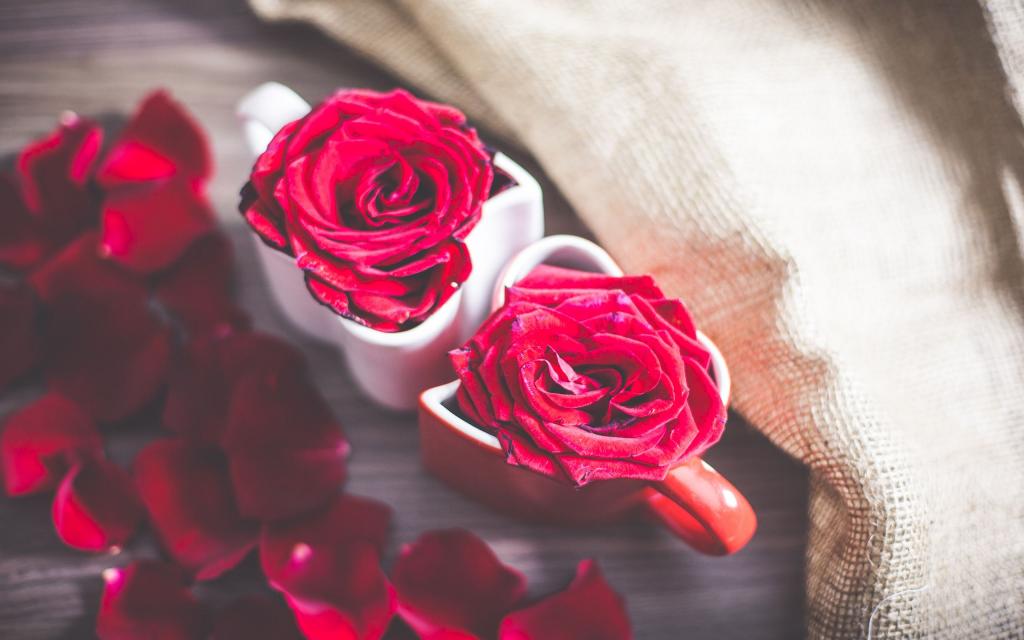 火热爱情红玫瑰的美