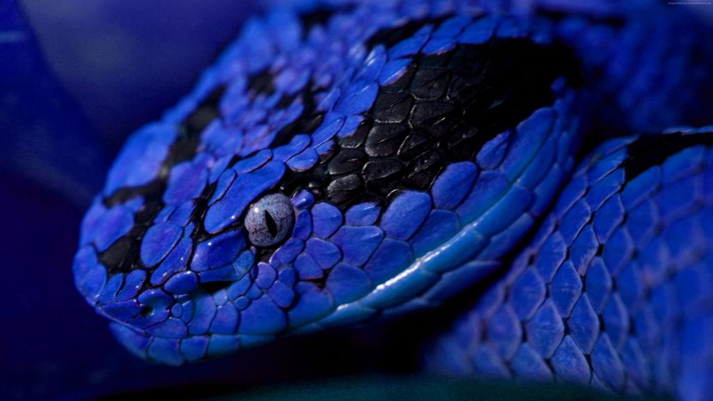 蛇,蓝色,危险,眼睛（水平）