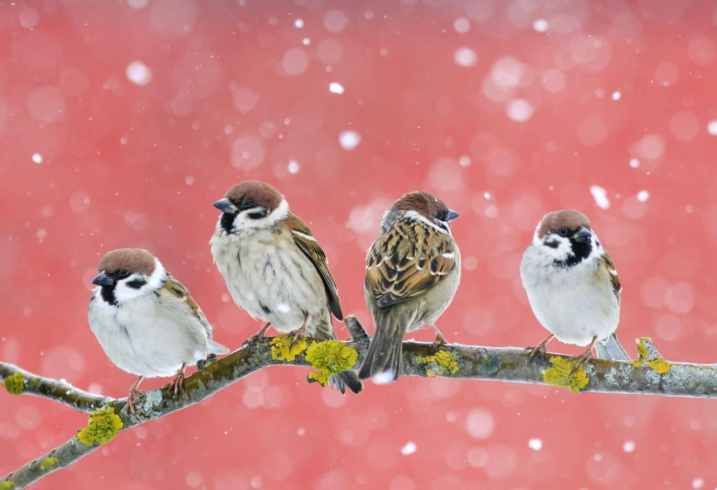 下雪天的麻雀图片