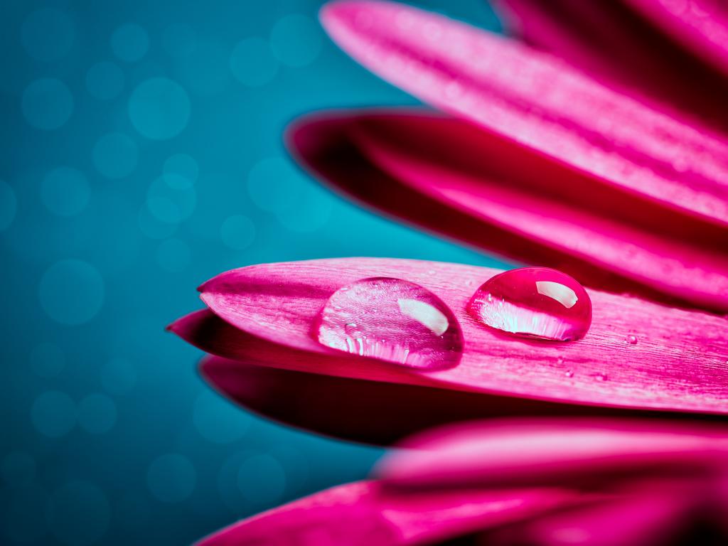 水滴,粉色非洲菊,宏,5K
