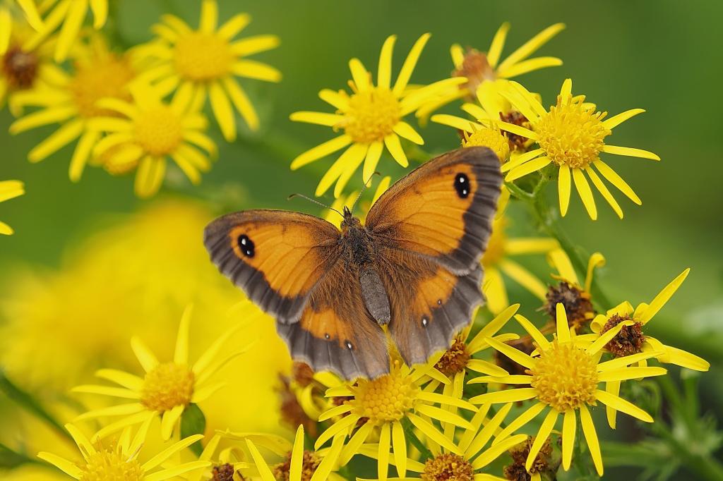蝴蝶,黄色的花朵,4 k