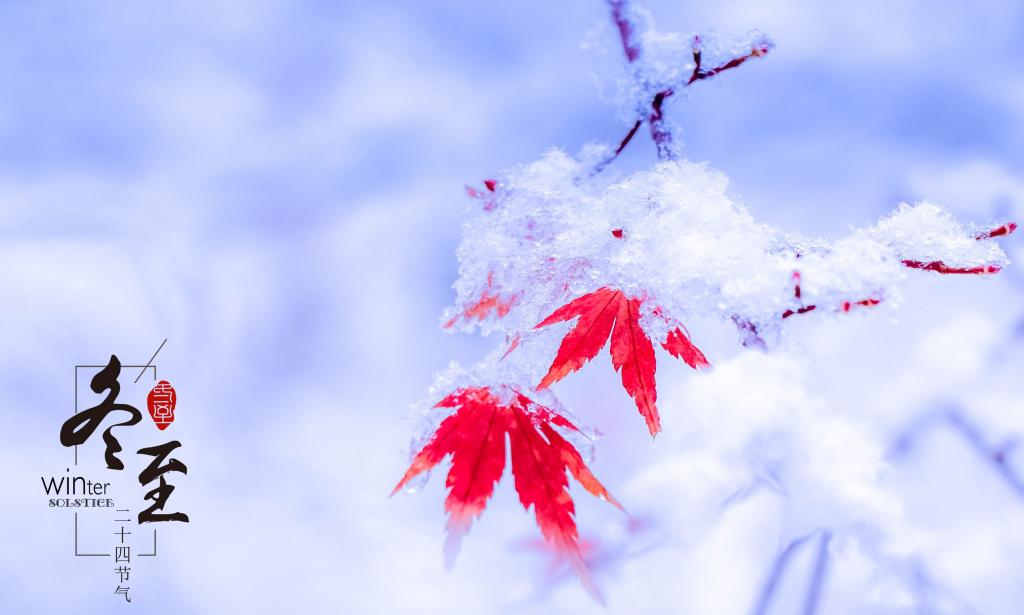 冬至时节迷人的结冰枫叶