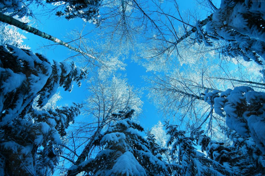 冬季,5k,4k壁纸,森林,枞树,雪,冬季（水平）
