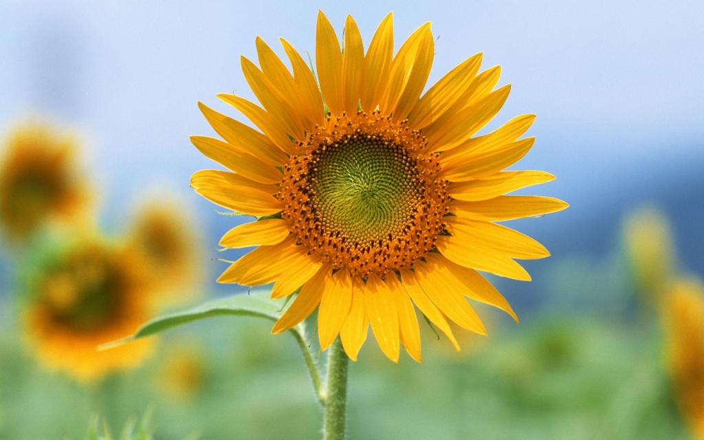单一的太阳花