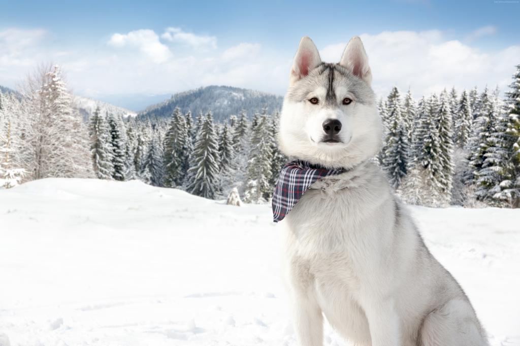 哈士奇,狗,小狗,雪,森林,冬天,白,动物,宠物,（水平）