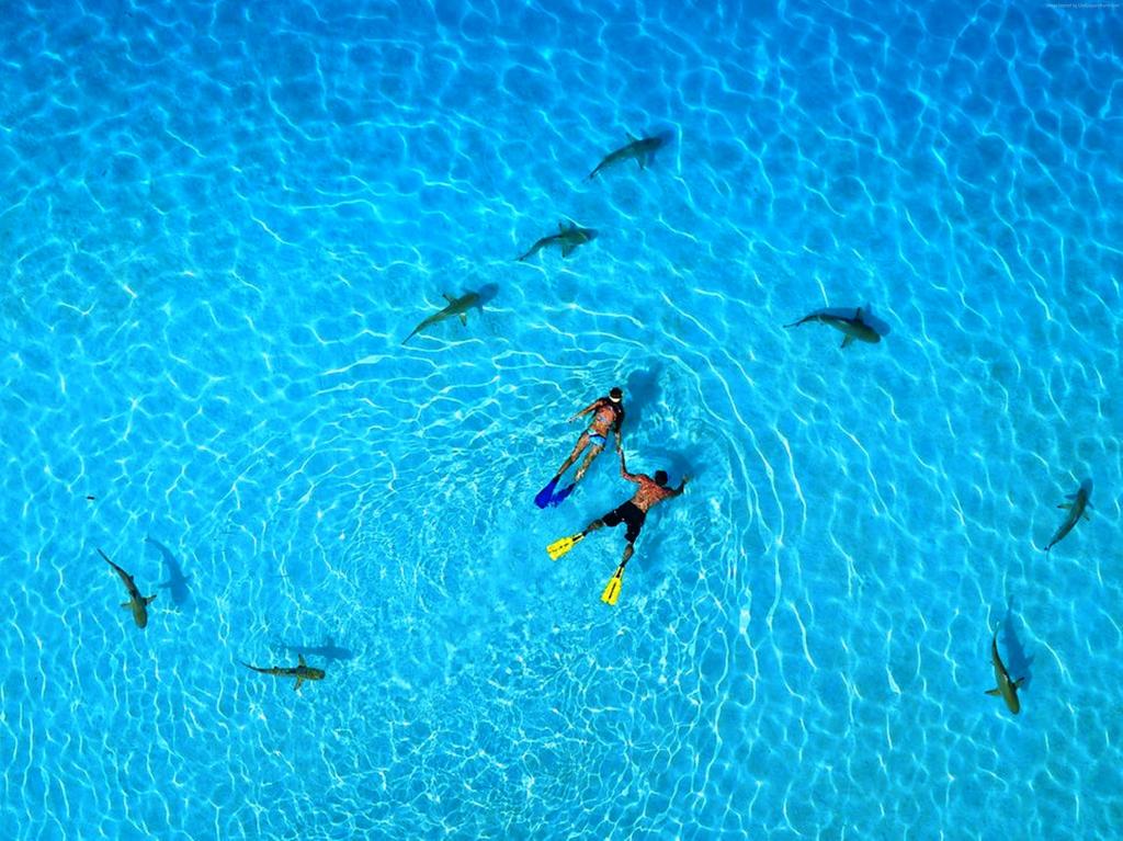 法属波利尼西亚,5k,4k壁纸,假期,休息,旅游,预订,海洋,潜水与鲨鱼,世界上最好的潜水地点（水平）