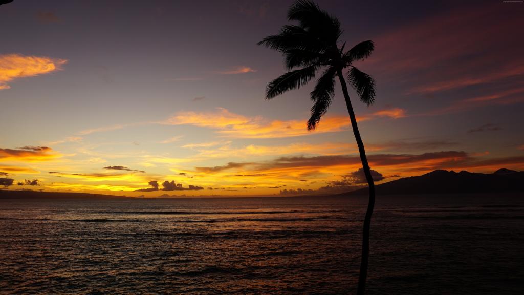 毛伊岛,夏威夷,海洋,棕榈,日落,5k（水平）