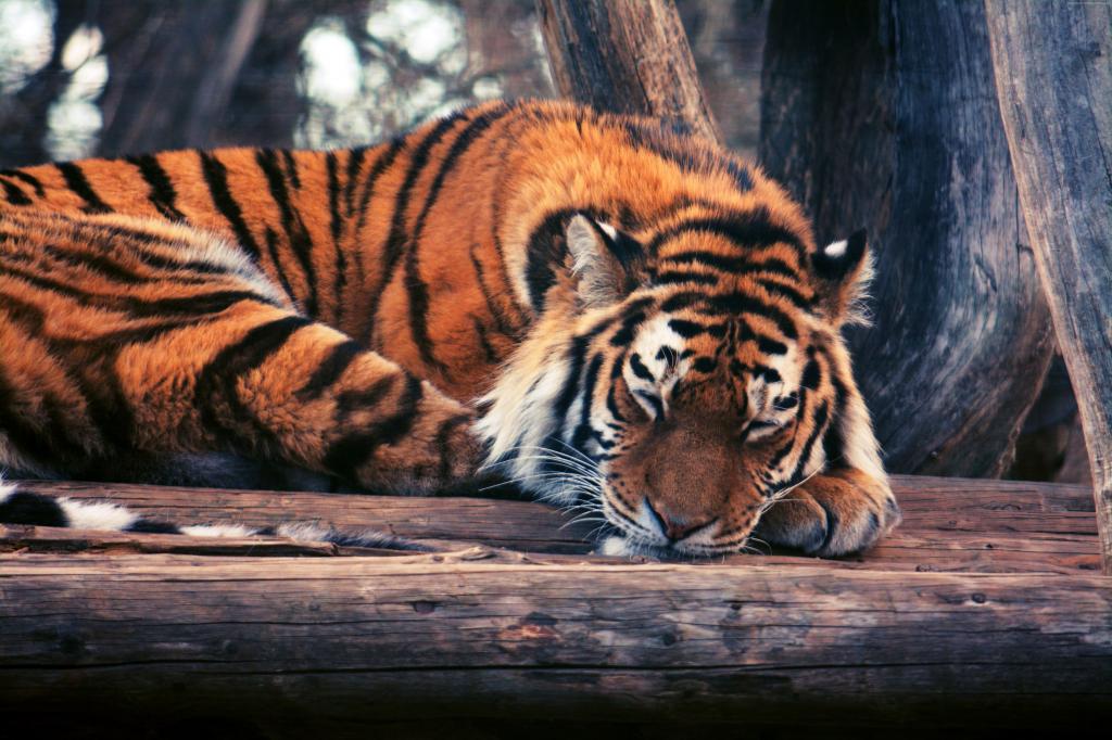 老虎,可爱的动物,搞笑（横向）