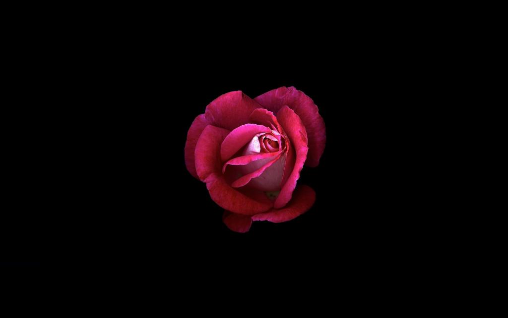 粉红色的玫瑰,黑暗的背景,高清