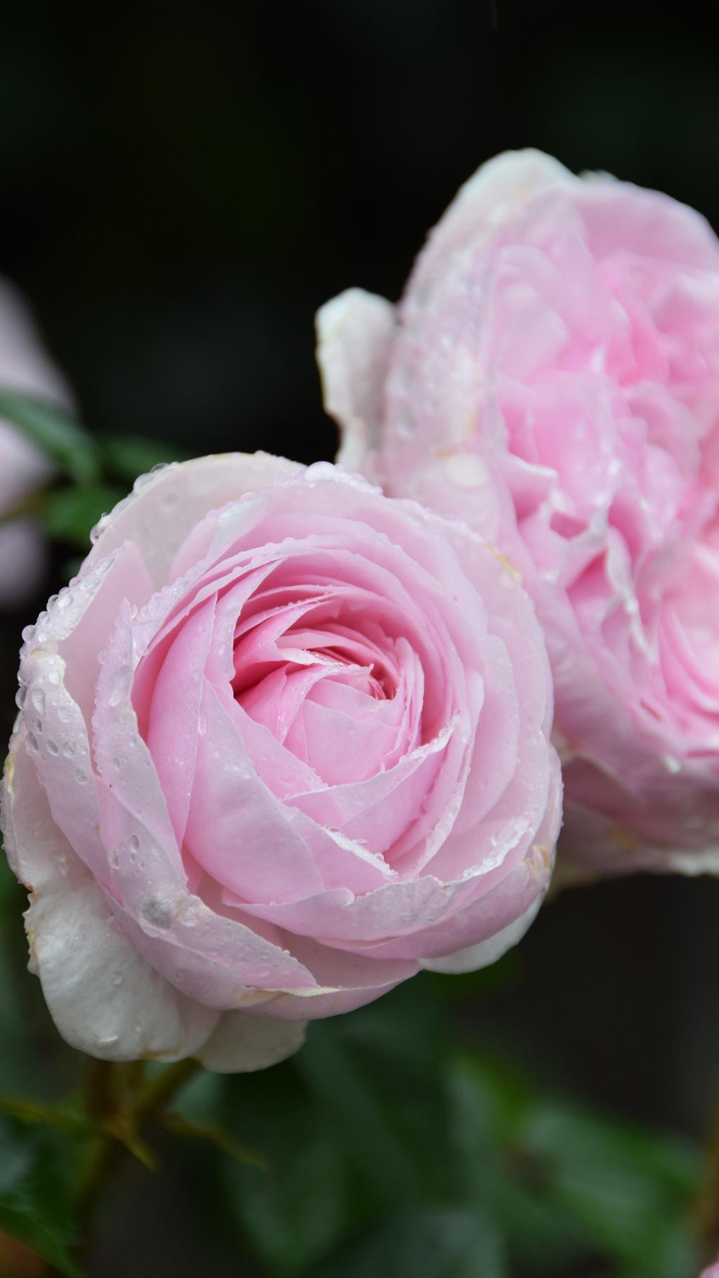粉嫩迷人的玫瑰花