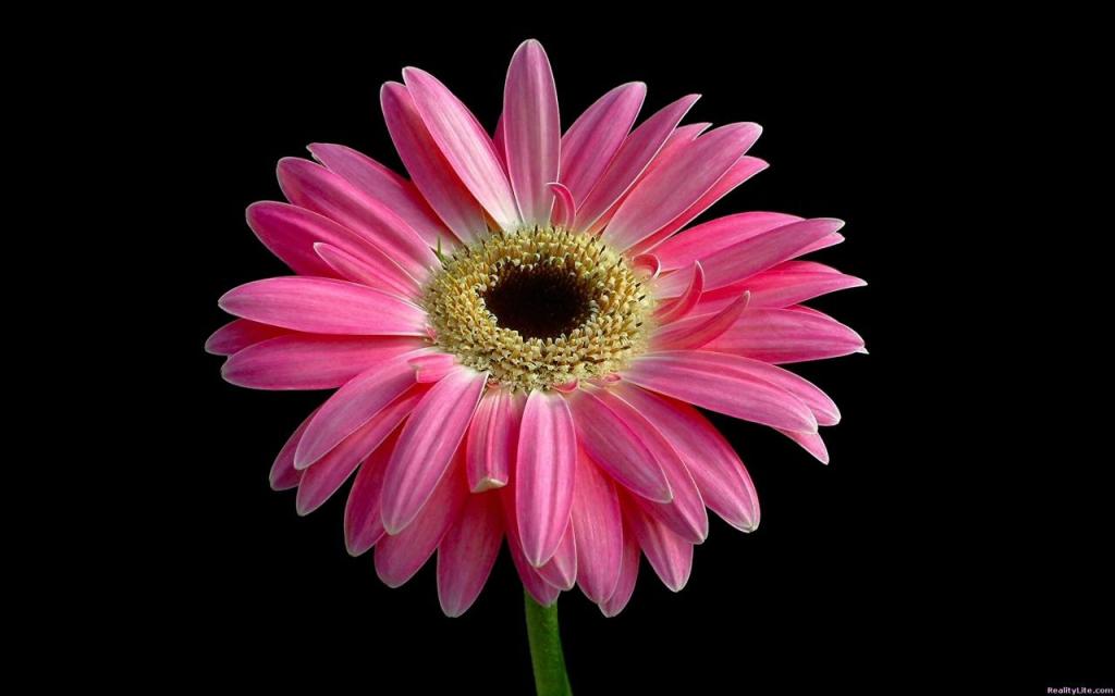 美丽的粉红色雏菊