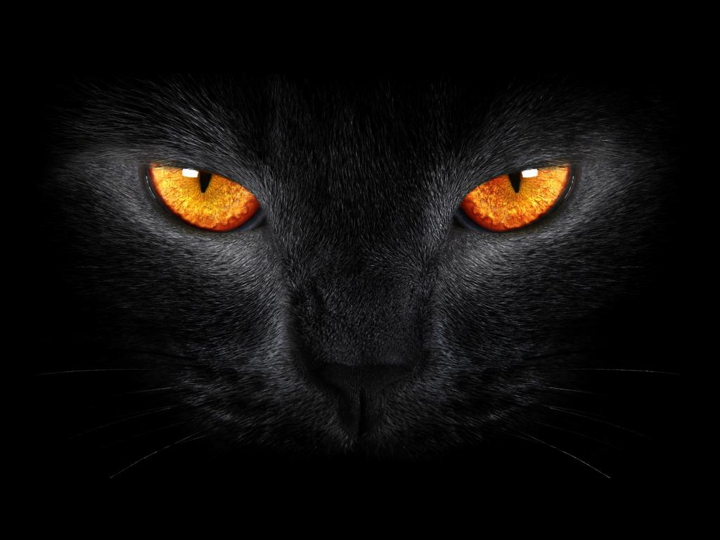 黑猫,可怕,黄色的眼睛,黑暗的背景