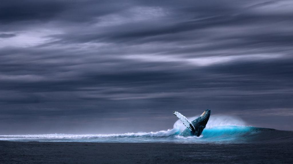 蓝鲸,海洋,4k1366x768分辨率下载,蓝鲸,海洋,4k,图片,壁纸,自然风景