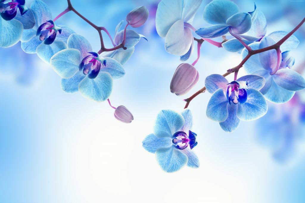 兰花,5k,4k壁纸,花,蓝色,白色（水平）