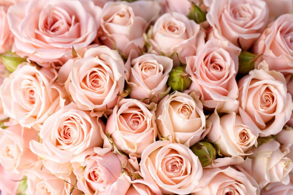 玫瑰,5k,4k壁纸,8k,花,粉红色（水平）