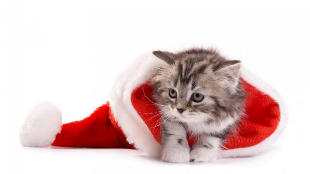 圣诞老人的帽子,可爱的小猫,高清,5K