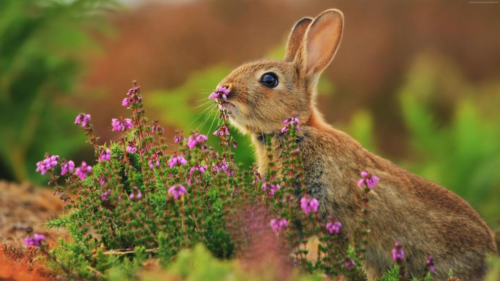 兔子,可爱的动物,鲜花,4k（水平）