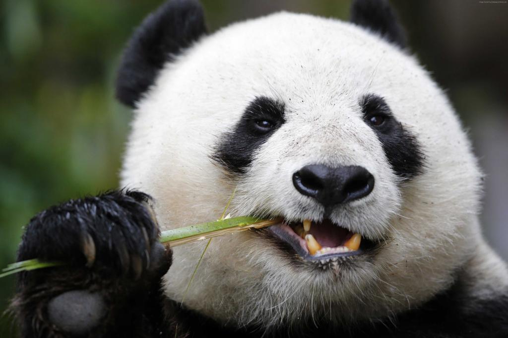 熊猫,大熊猫动物园,可爱的动物（水平）