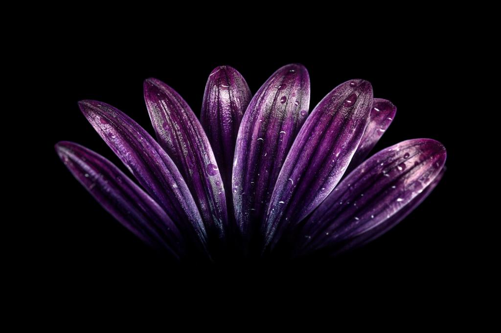 花瓣,轻的油漆,黑暗,紫色,HD,4K