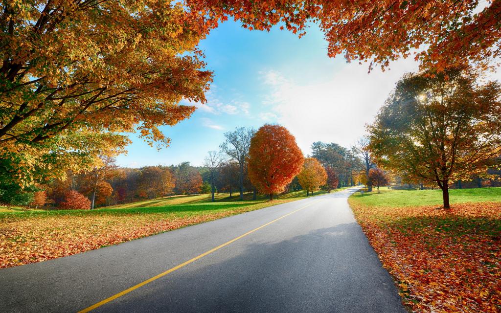 公路,秋天,叶子,高清