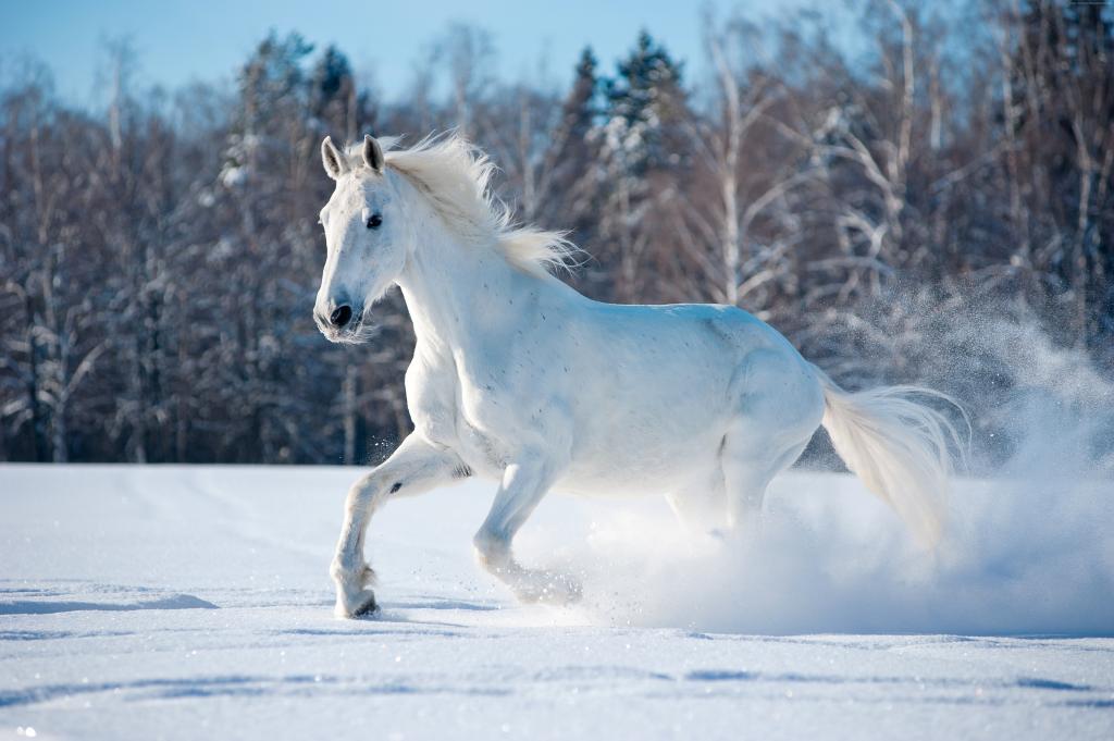 马,可爱的动物,雪,冬天,5k（水平）