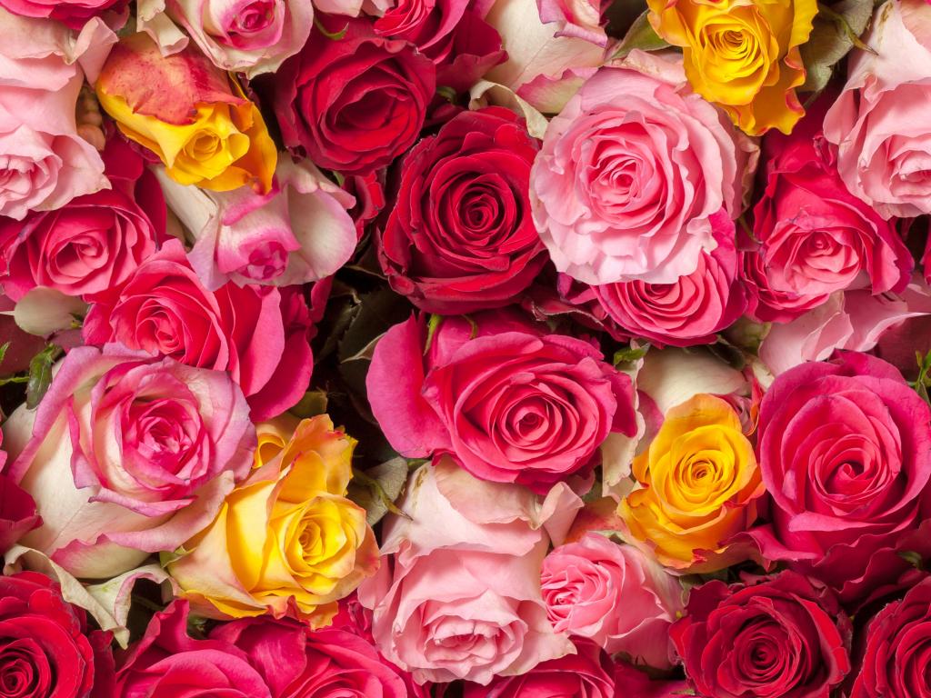玫瑰,色彩缤纷,红玫瑰,粉红玫瑰,高清,5K