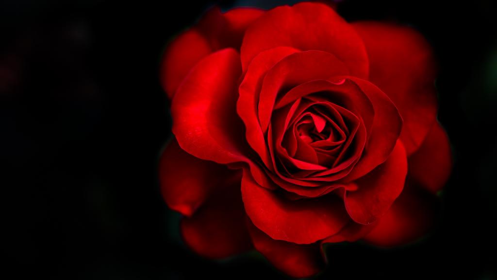 红玫瑰,黑暗的背景,5K