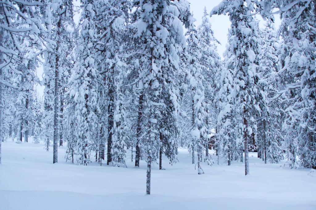 森林,树木,雪,冬天,5k（水平）